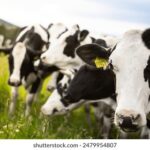 3d开奖209期最新结果公布,中奖号码全面揭晓 f84oj1