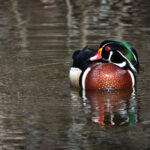 19066期福彩开奖结果查询与最新号码公布 vxptnjl1uo